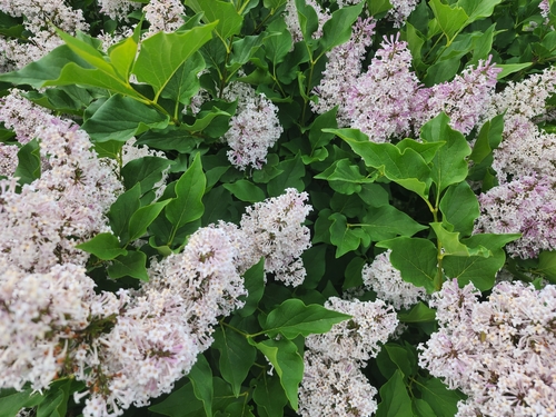 korean lilac (Syringa meyeri)