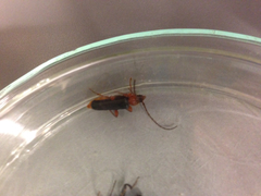 Phymatodes testaceus