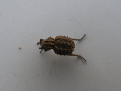 Brachycerus muricatus
