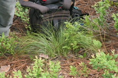 Xerophyllum asphodeloides