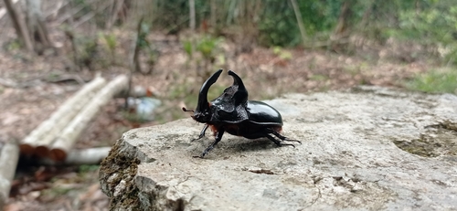 Trichogomphus simson