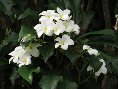 Plumeria pudica