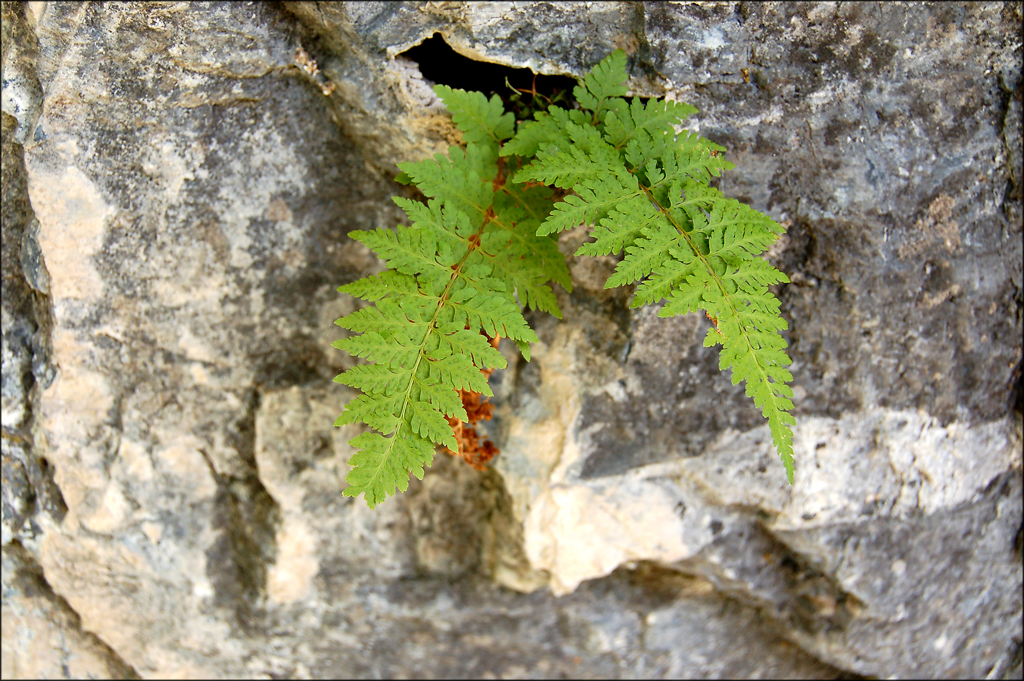 Cystopteris utahensis
