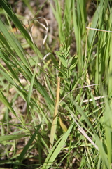 Comandra umbellata umbellata