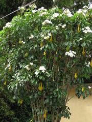 Plumeria pudica