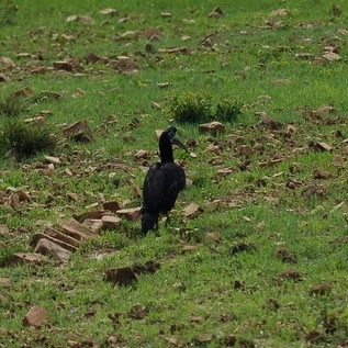 Abyssinian Ground-Hornbill
