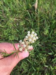 Asclepias linearis