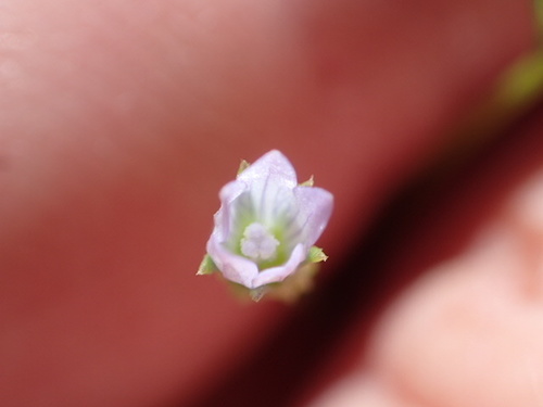 Image of Ravenella angustiflora by no rights reserved
