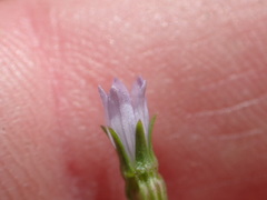Ravenella angustiflora