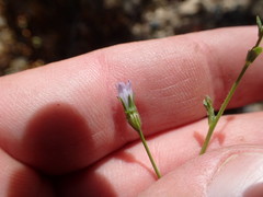 Ravenella angustiflora