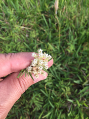 Asclepias linearis