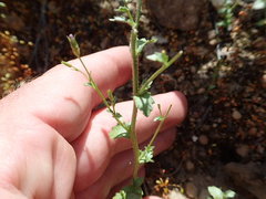 Ravenella angustiflora