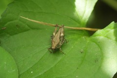 Tettigidea lateralis