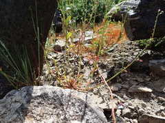 Ravenella angustiflora
