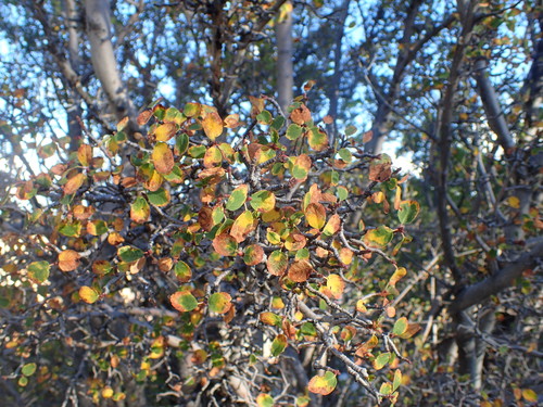 Utah Serviceberry