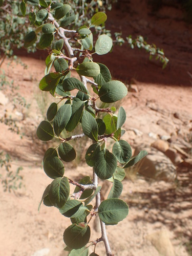 Utah Serviceberry