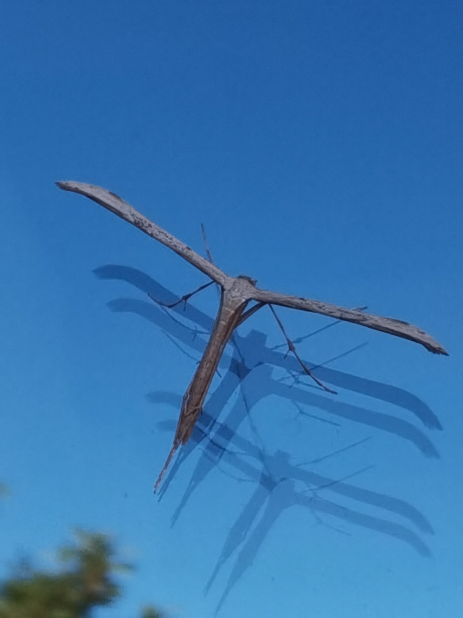 Polilla pluma comun