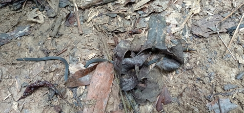 Boie's Dwarf Snake