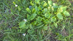 Viola selkirkii