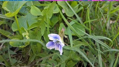 Viola selkirkii
