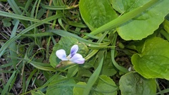 Viola selkirkii