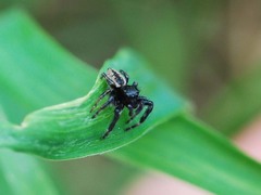 Carrhotus xanthogramma