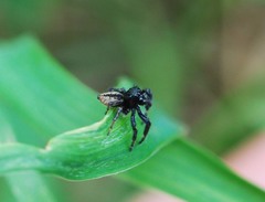 Carrhotus xanthogramma