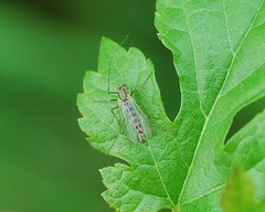 Chironomidae