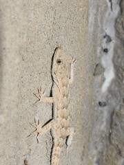 Mediodactylus russowii