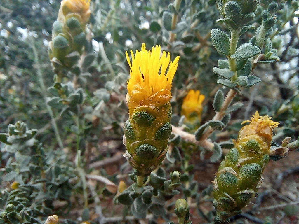 Pteronia punctata