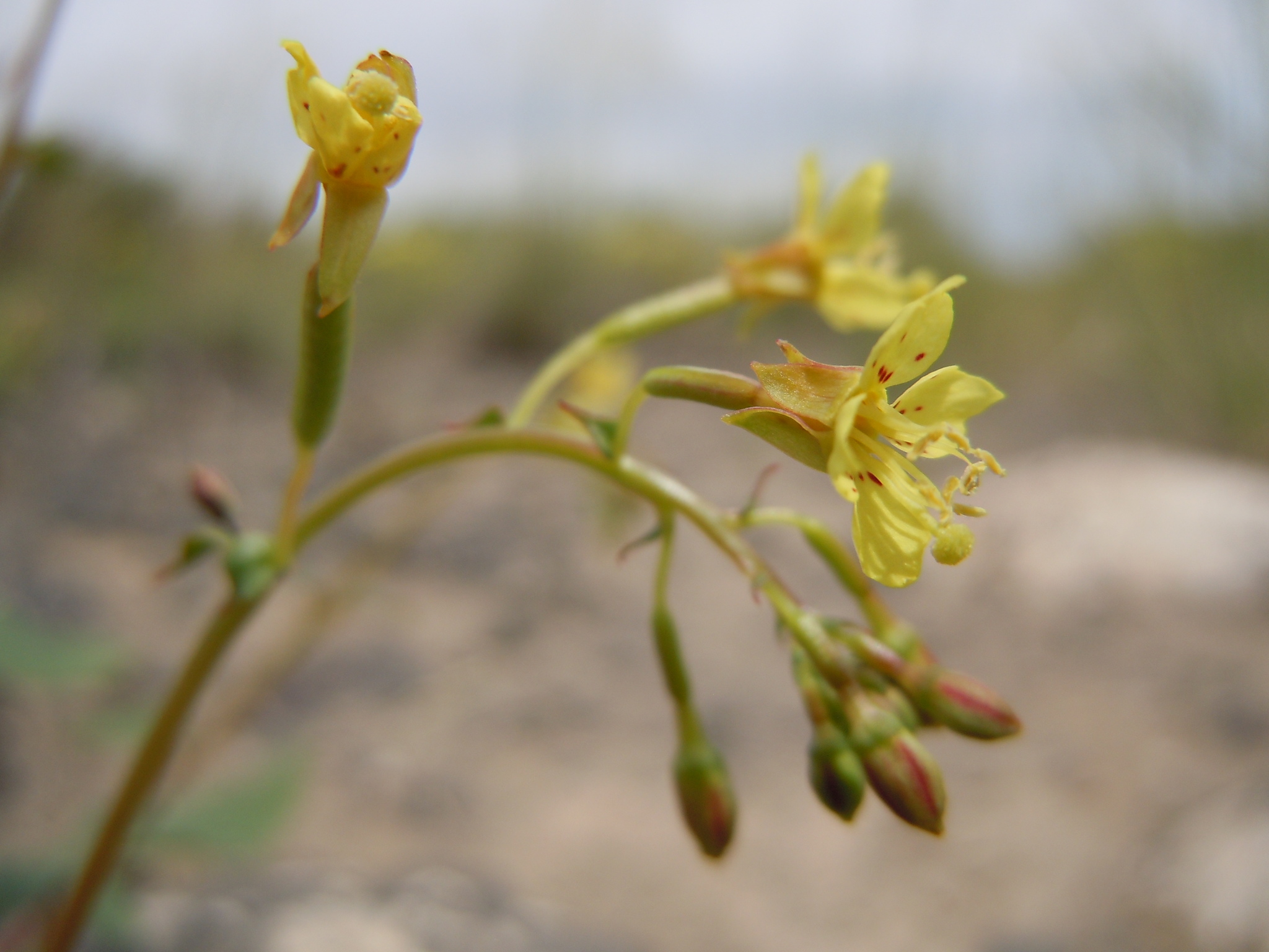 Chylismia scapoidea ssp. utahensis