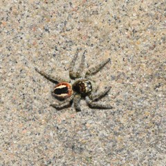 Philaeus chrysops