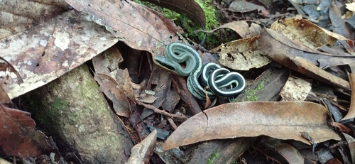 Beauty Ratsnake