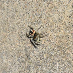 Philaeus chrysops