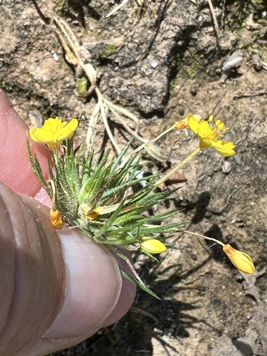 bristly leptosiphon (Leptosiphon acicularis)