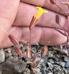 Erythranthe calcicola