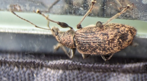 Phyllobius pilicornis, photo 6 of 10