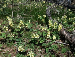 Corydalis bracteata