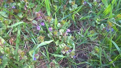 Glechoma hederacea