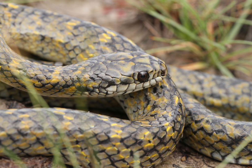 Mangrove Snak