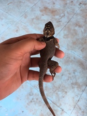 Sceloporus serrifer