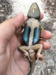 Sceloporus serrifer
