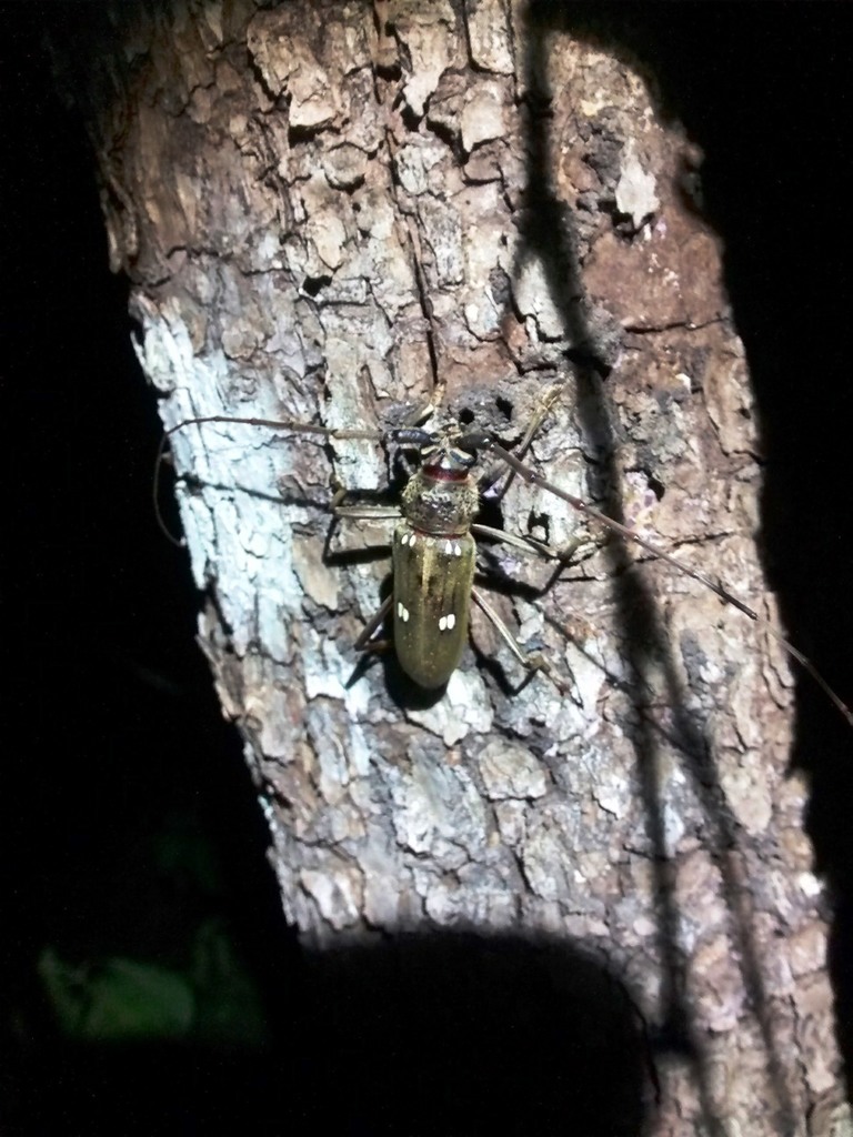 Susuacanga opaca