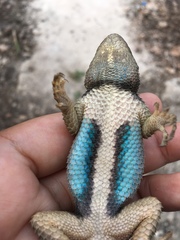 Sceloporus serrifer
