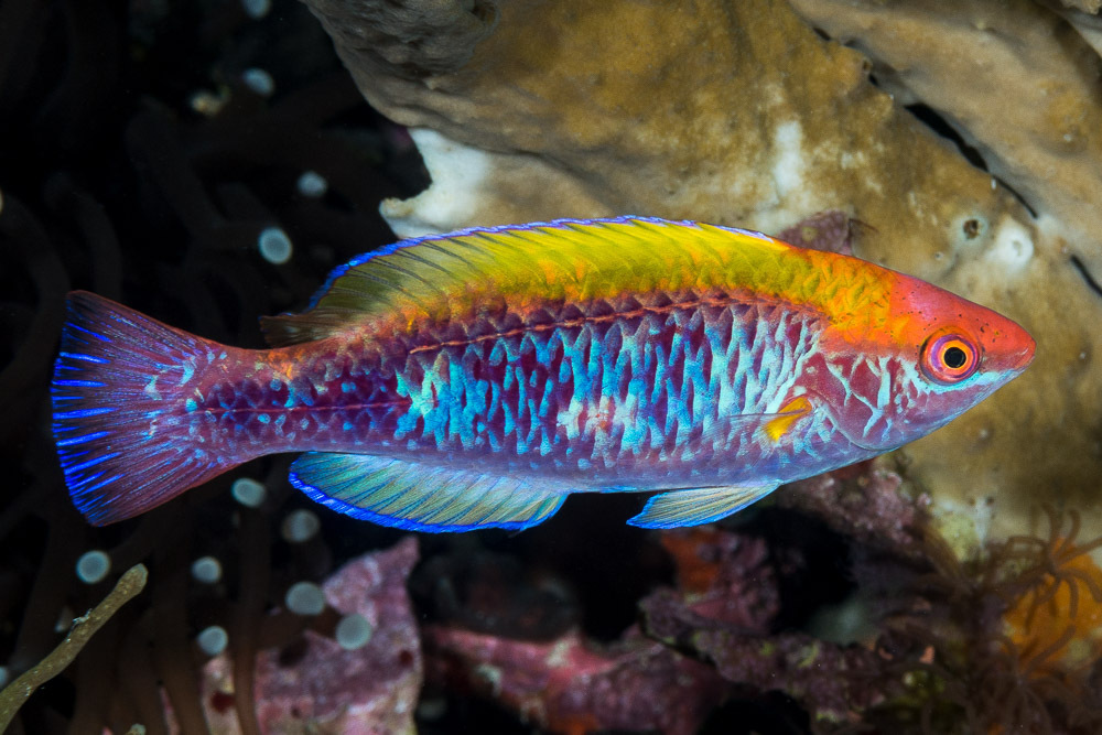 Photo of Lubbock's Wrasse (Cirrhilabrus lubbocki)