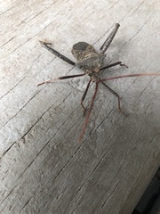 Acanthocephala declivis