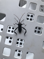 Acanthocephala declivis