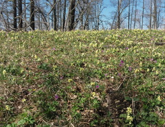 Corydalis bracteata