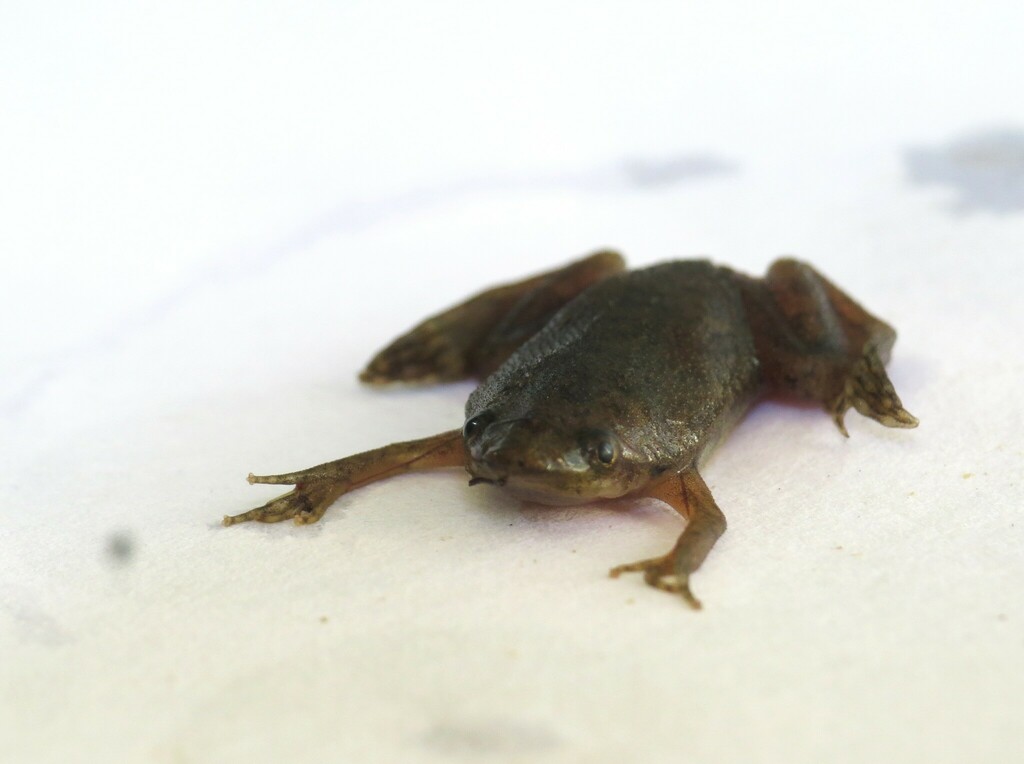 Carvalho's Surinam Toad