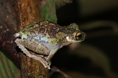 Helena's Slender-Legged Treefrog photo 2